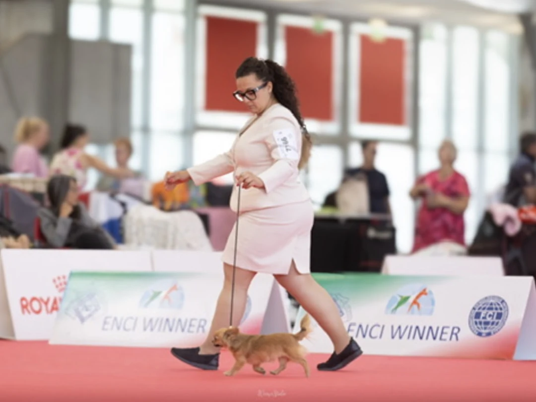 Un’allevatrice presenta un Chihuahua durante un’esposizione cinofila