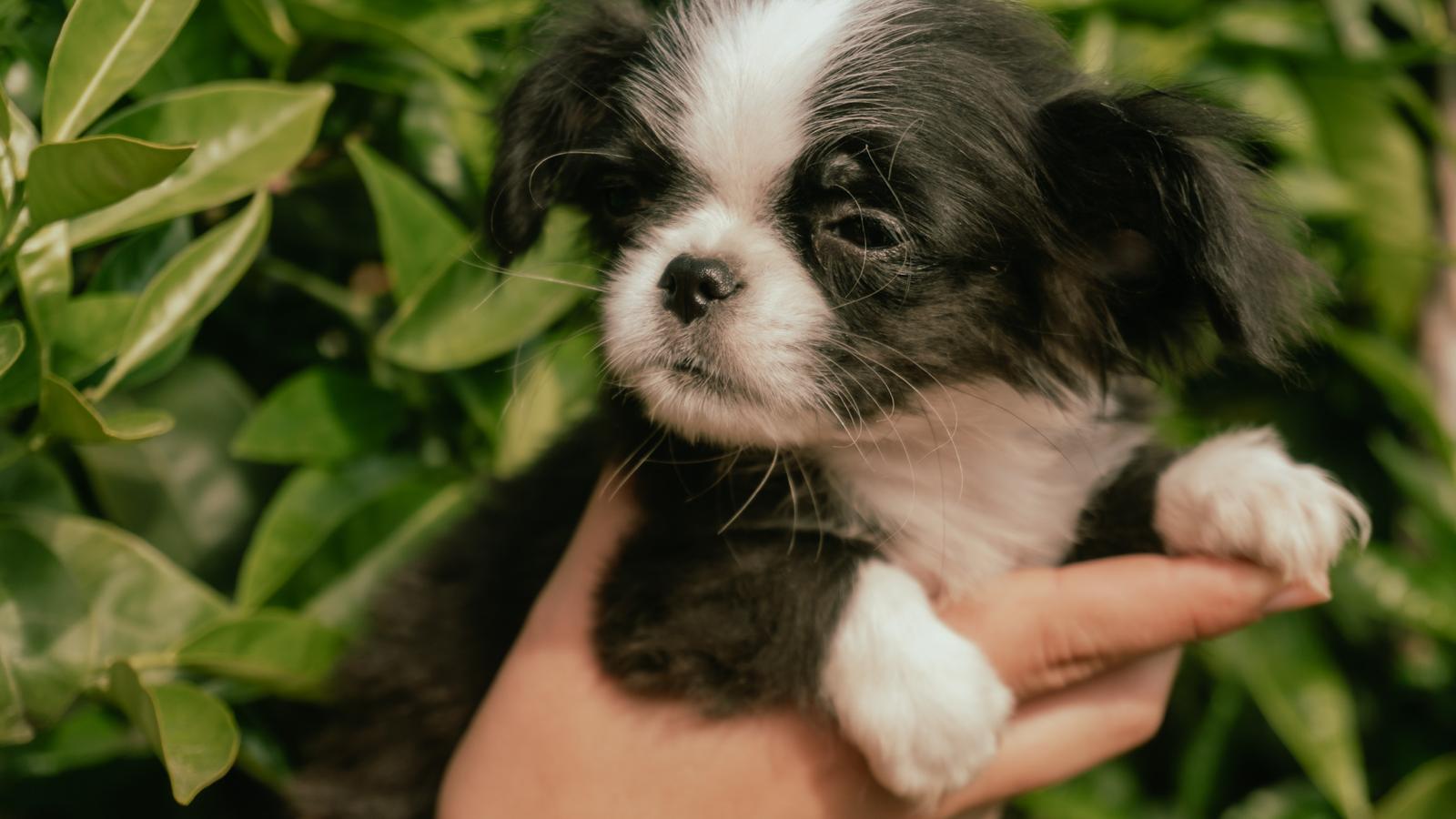 chihuahua pelo lungo di villa chihuahua