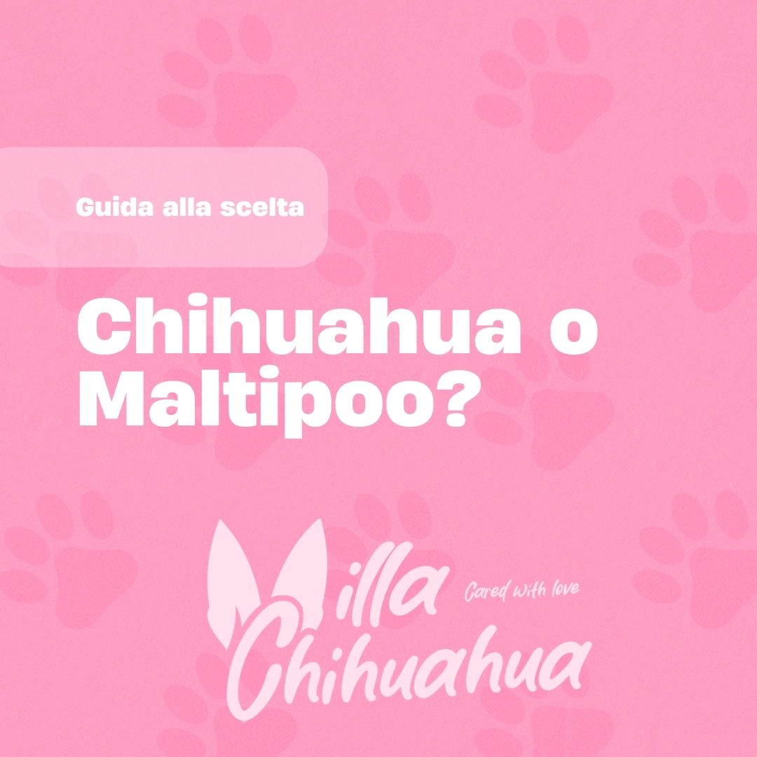 Guida alla scelta: chihuahua o maltipoo?