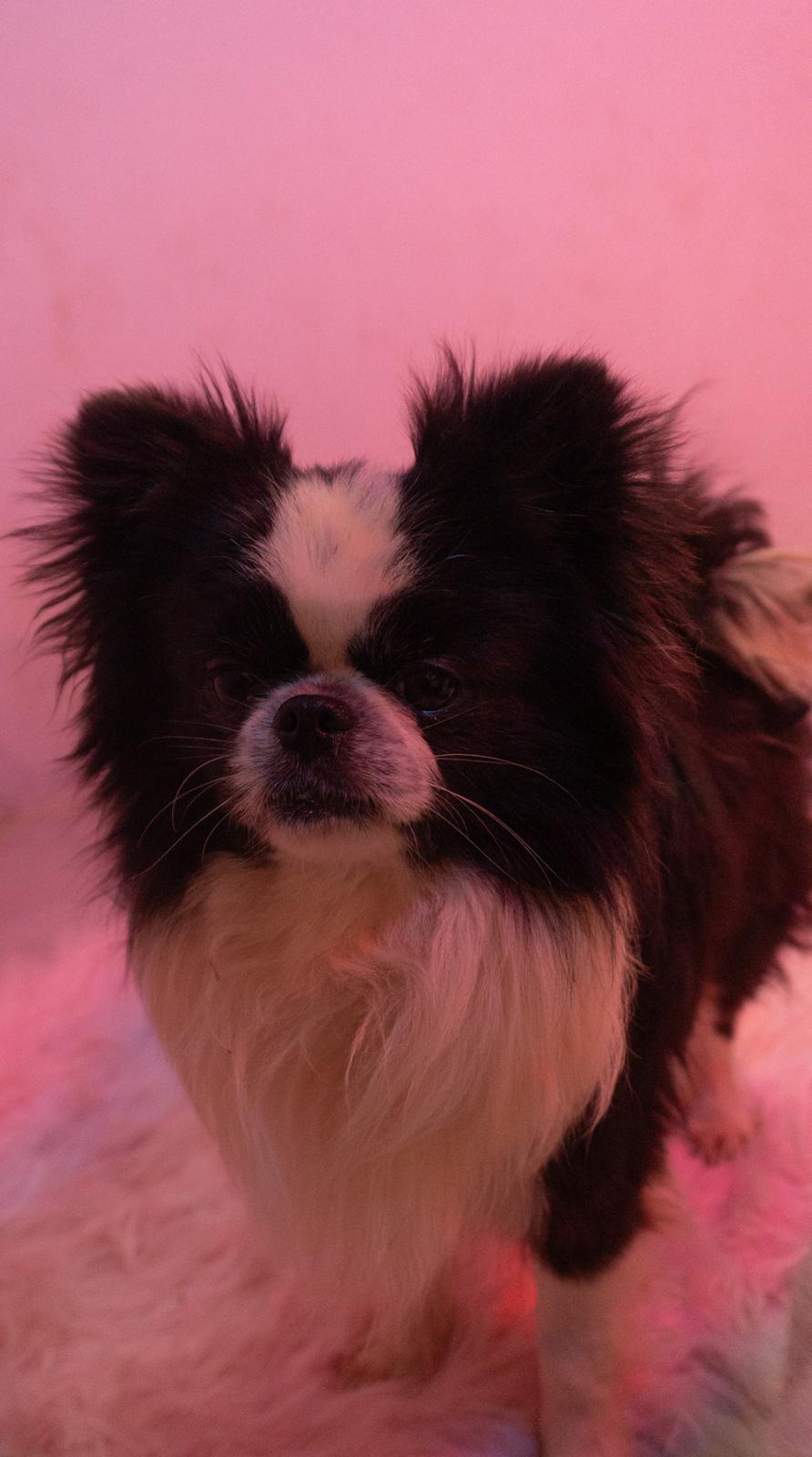 Il Chihuahua è delicato?