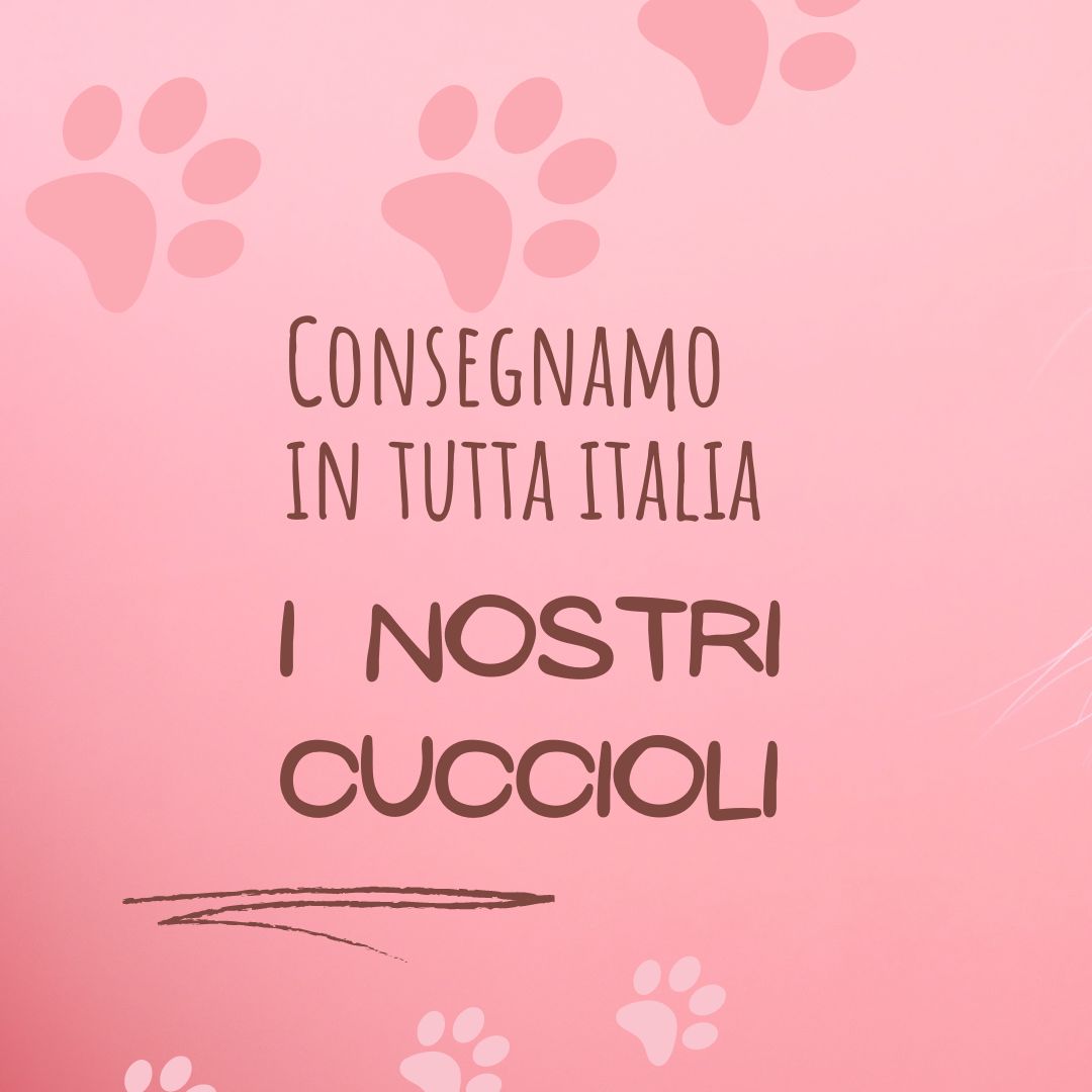 Come consegnamo i nostri cuccioli di chihuahua in  Italia.