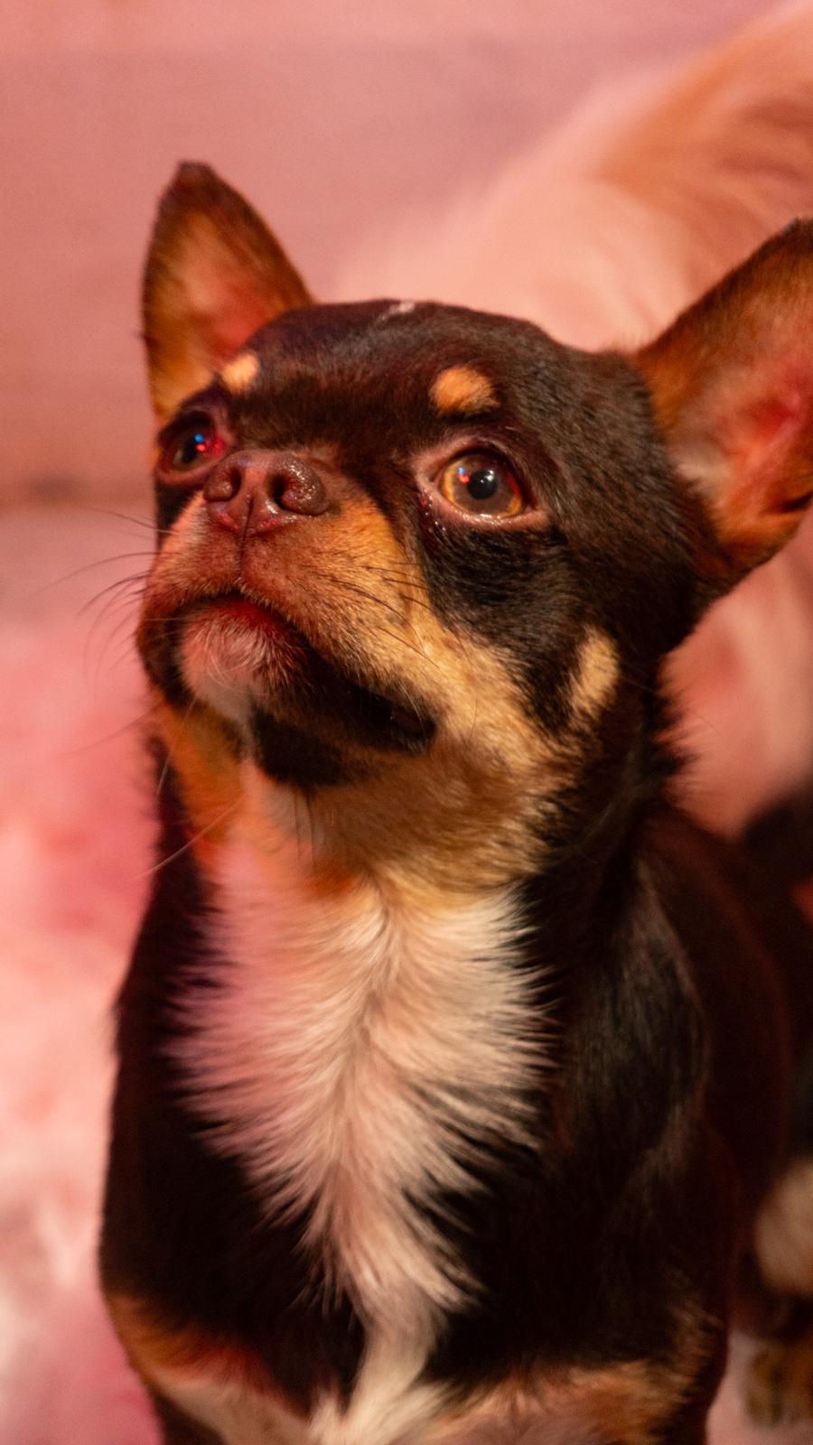amedeo chihuahua pelo corto