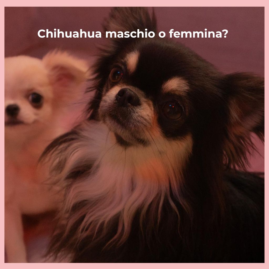 Guida alla scelta: chihuahua maschio o femmina, quali differenze?
