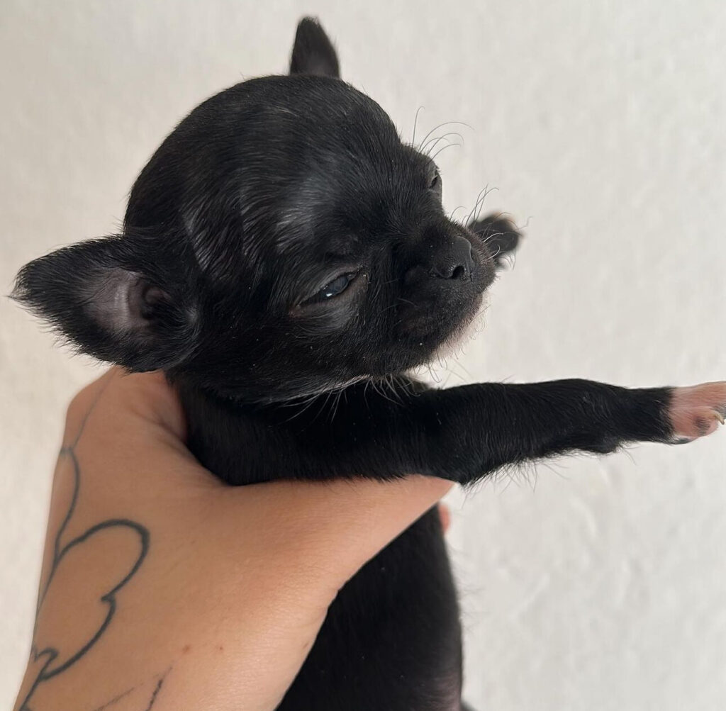 chihuahua con pedigree