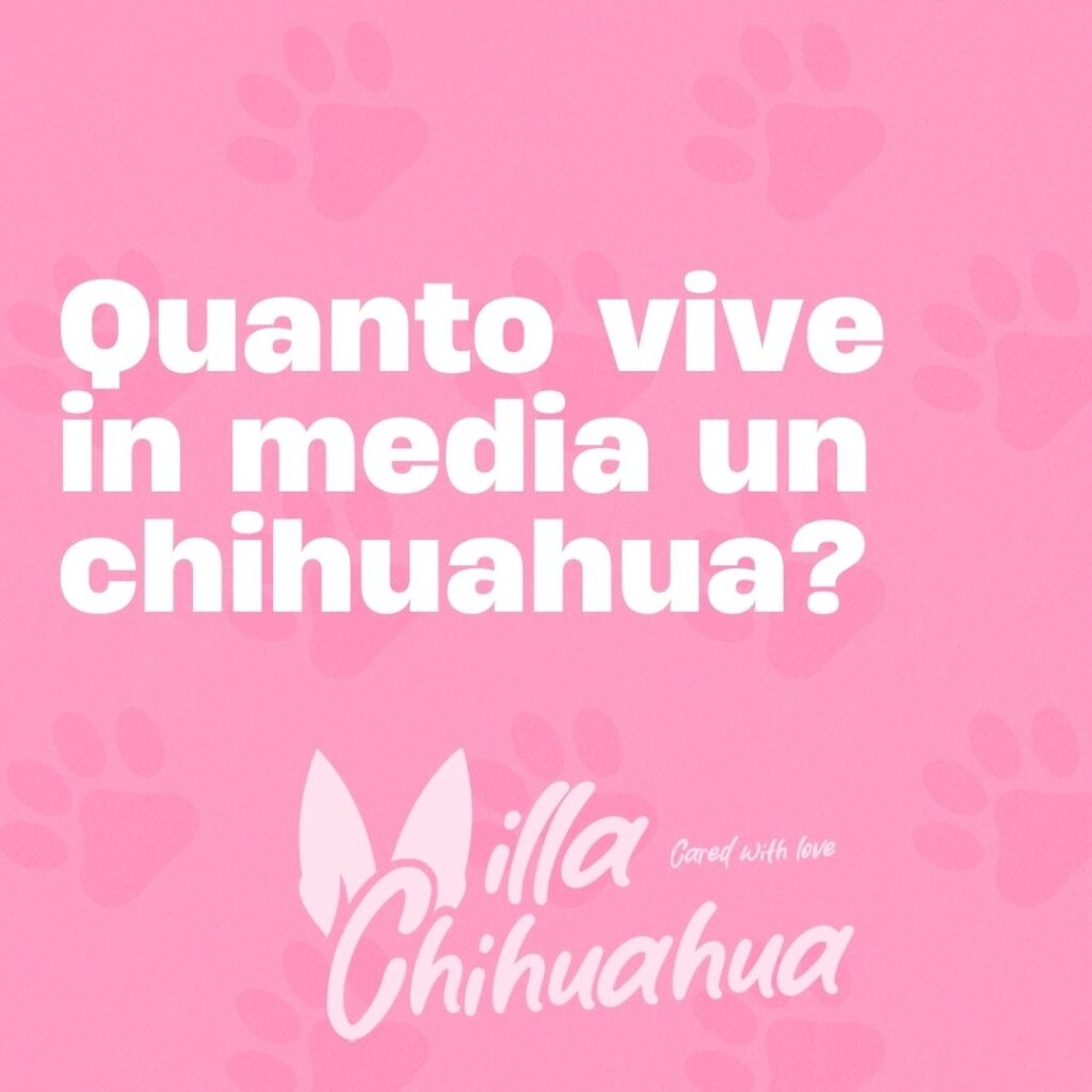 chihuahua vita media