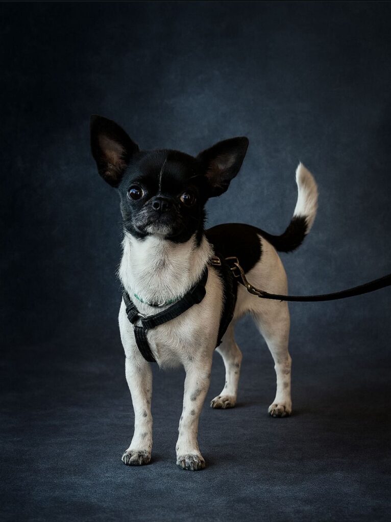 prince