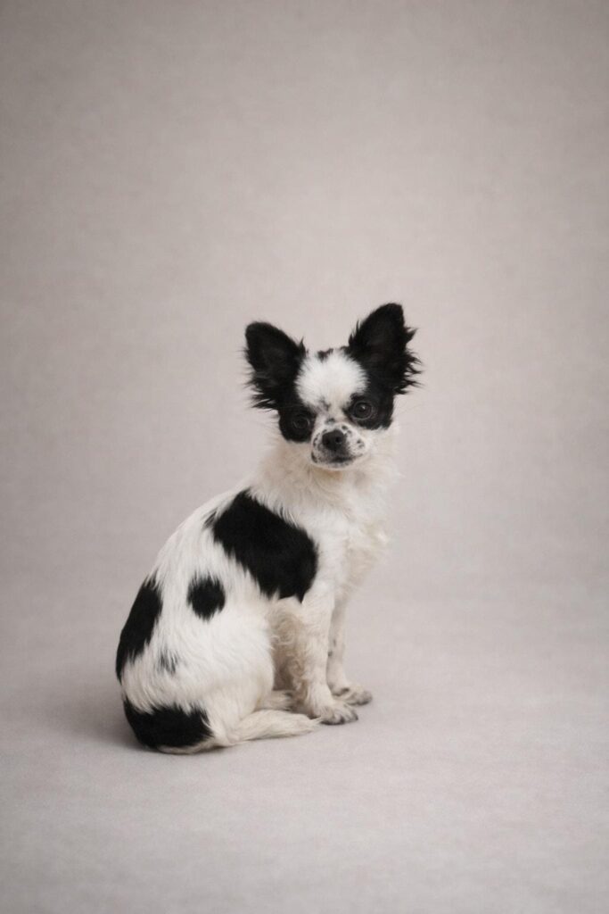 villa chihuahua ginger