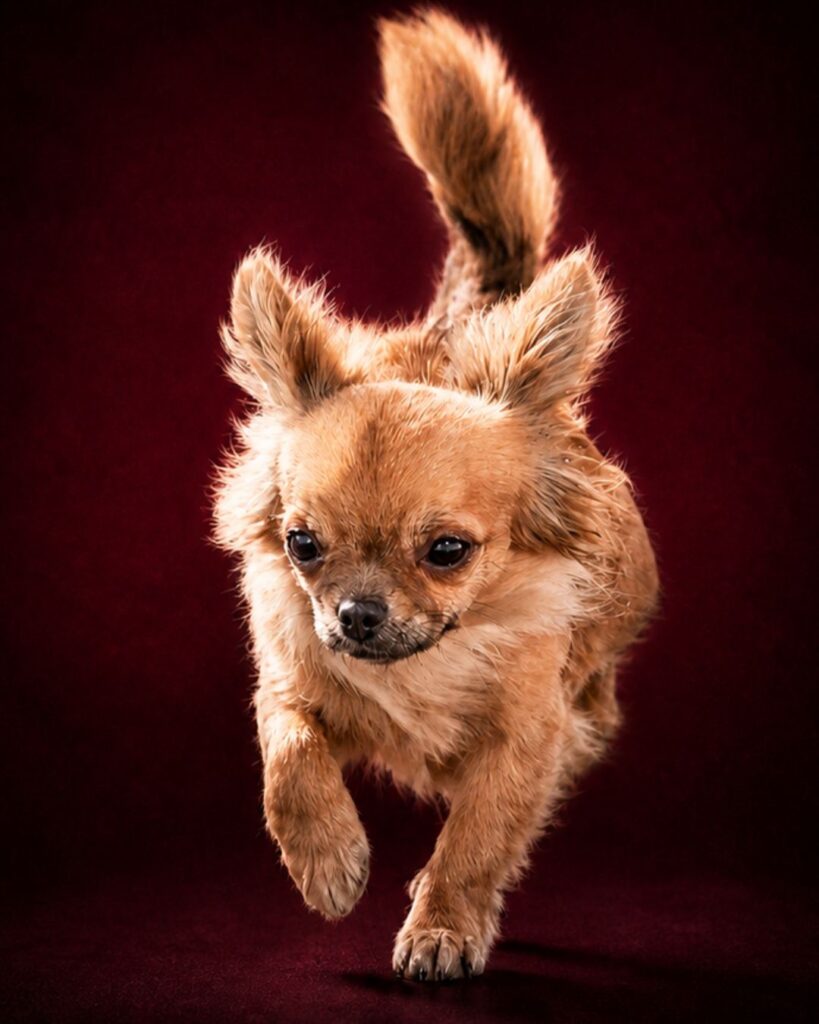 liebe gemma di villa chihuahua