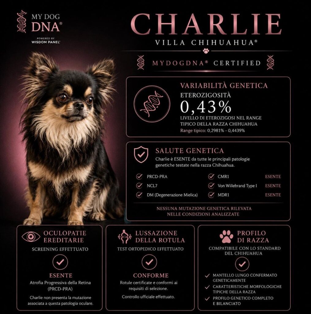 screening genetico completo su chihuahua