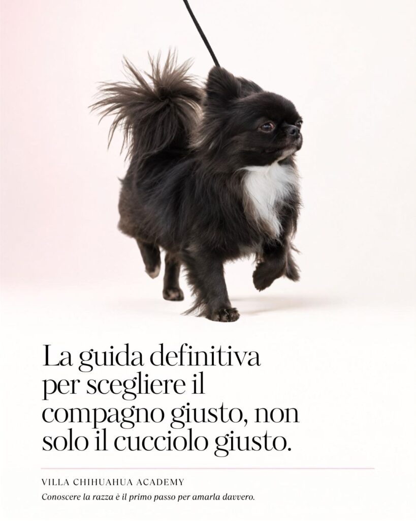 guida alla scelta del chihuahua